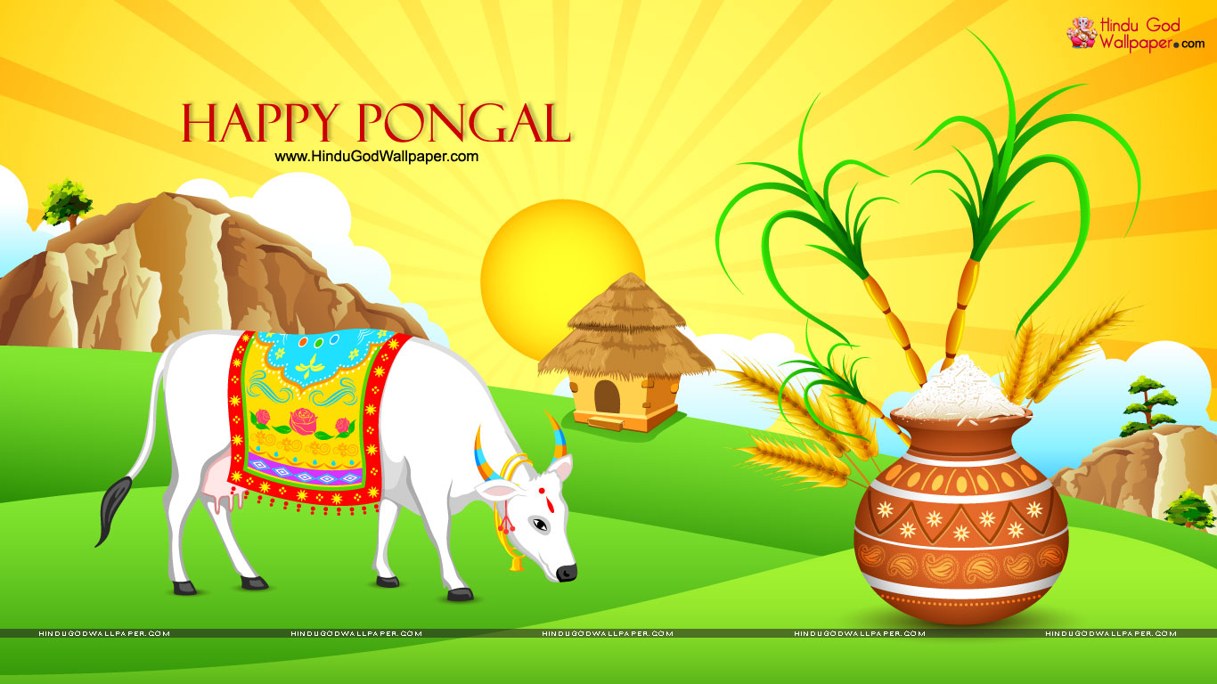 Pongal Background Wallpapers & Images Free Download