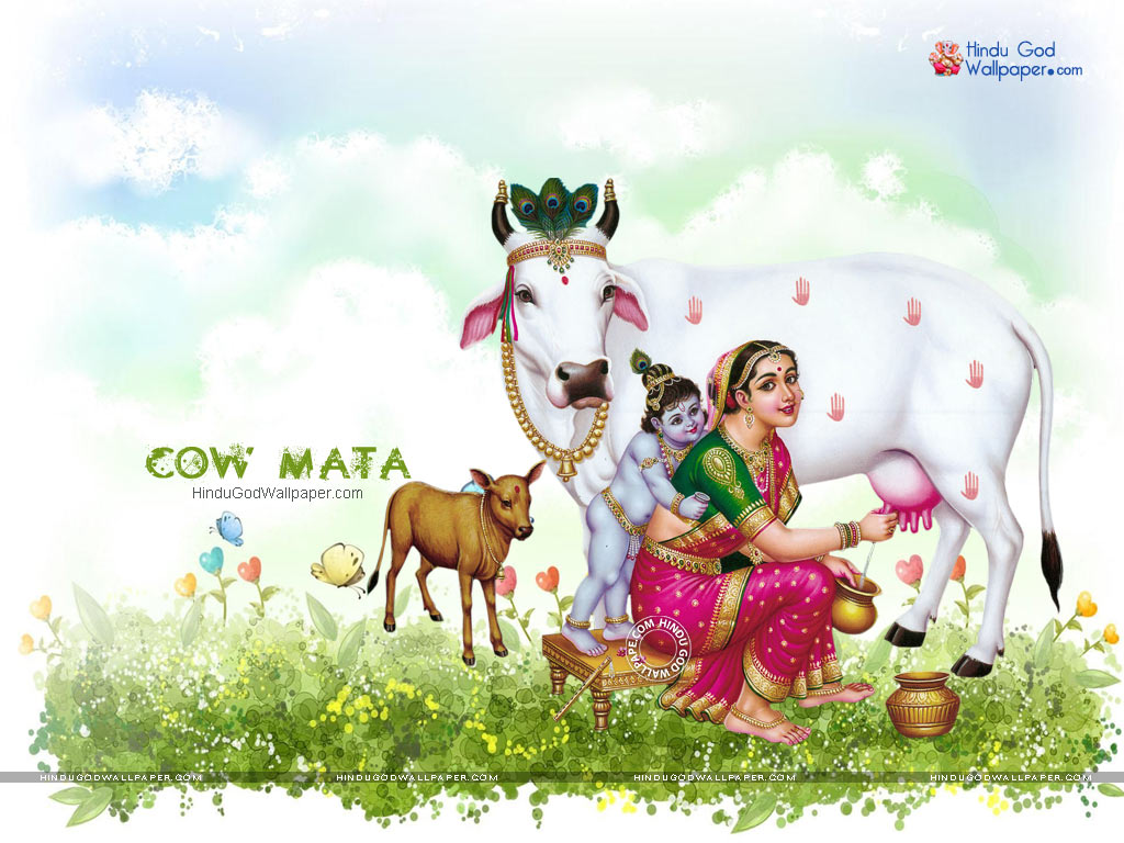 Cow Mata Wallpapers, Images, Photos, Pics Free Download