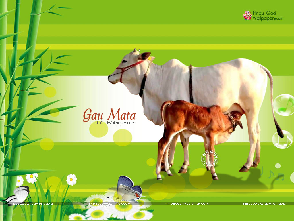 Gau Mata Wallpapers, Images, Photos Gallery Free Download