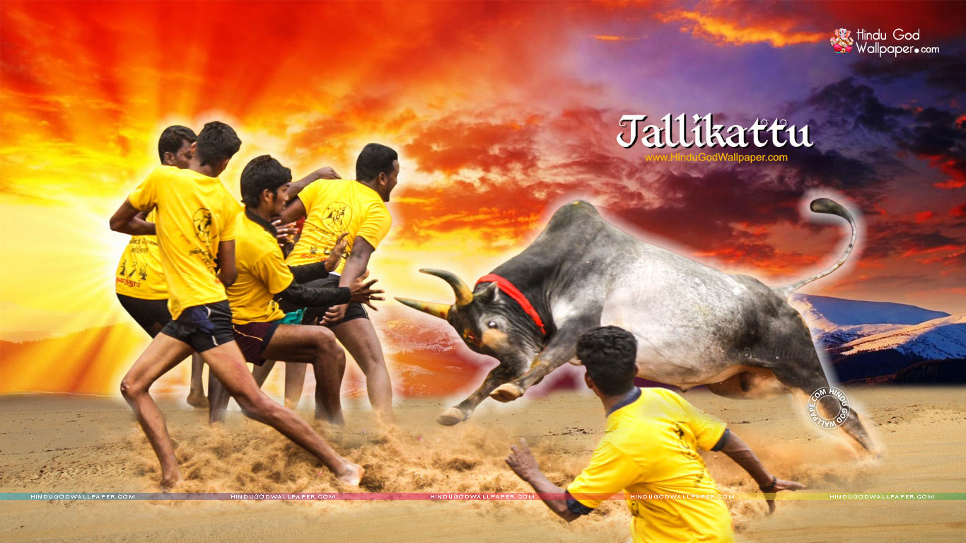 Featured image of post Pongal Jallikattu Kaalai Wallpapers 3D jallikattu kaalai 49 5k insan bunu izledi